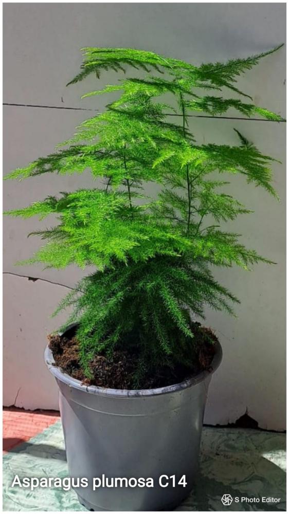 Asparagus plumosa