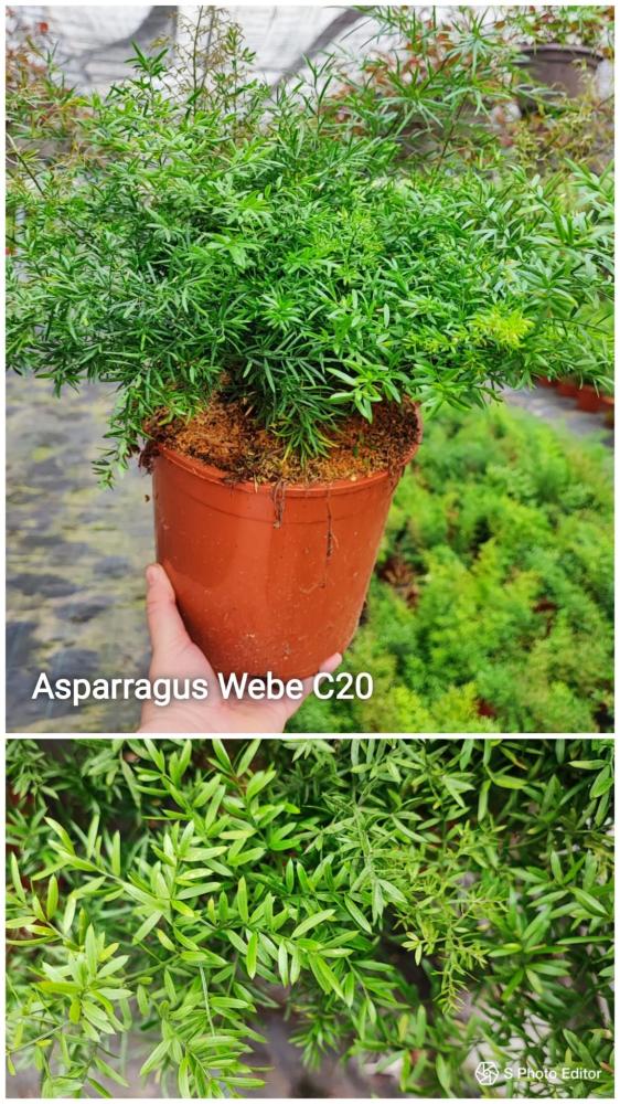 Asparragus webbe