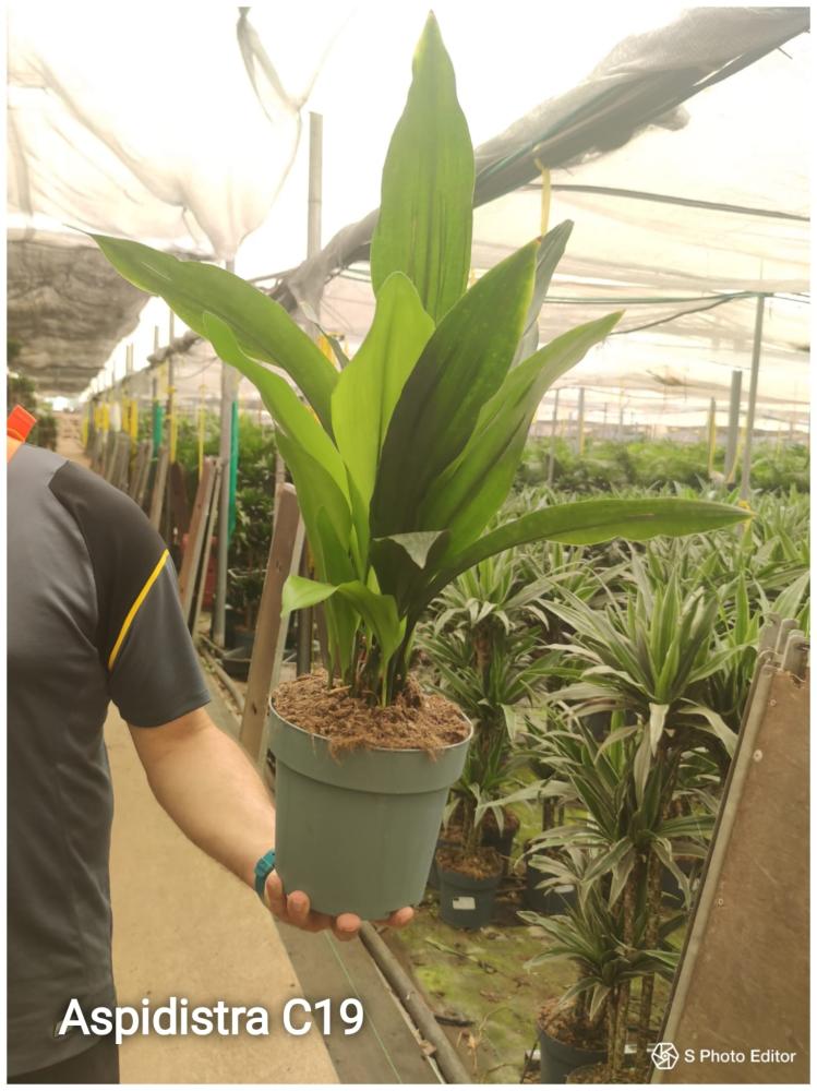 Aspidistra