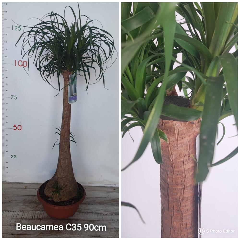 Beaucarnea