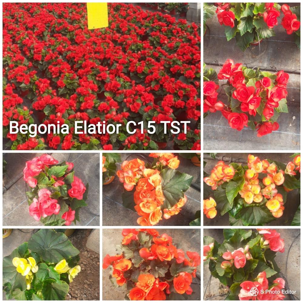 Begonia elatior