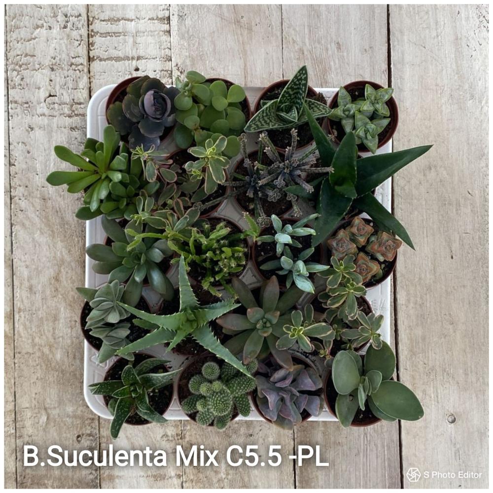 B.suculenta mix c5.5- pl