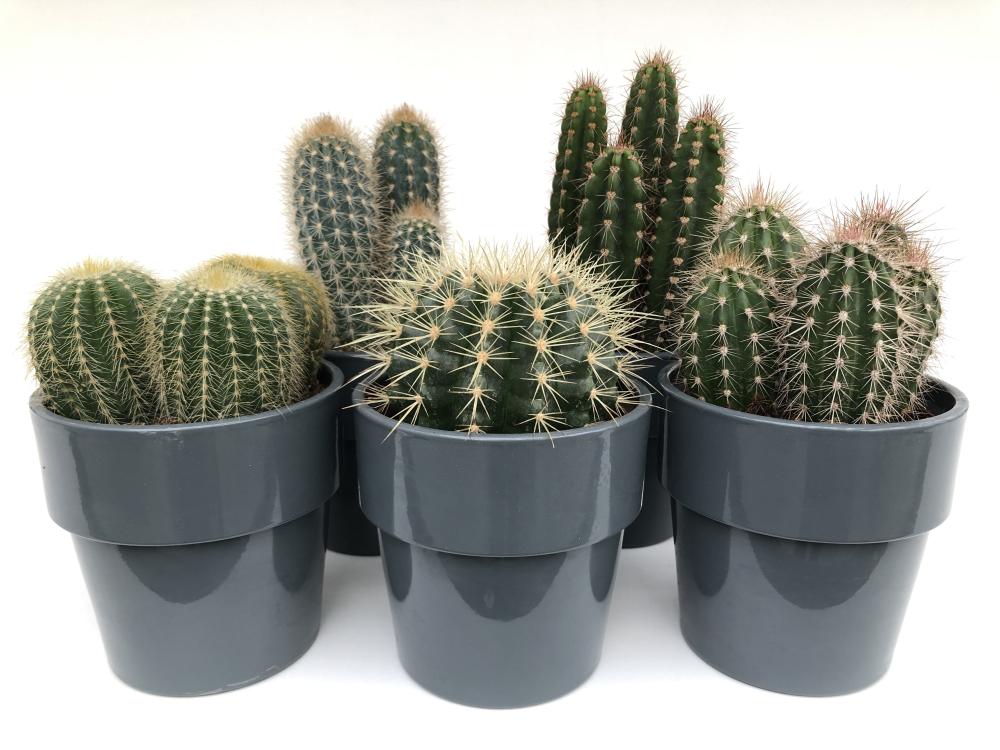 Cactus mallorca