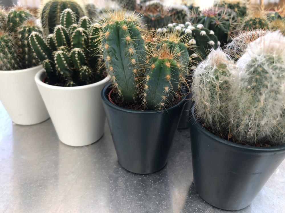 Cactus menorca