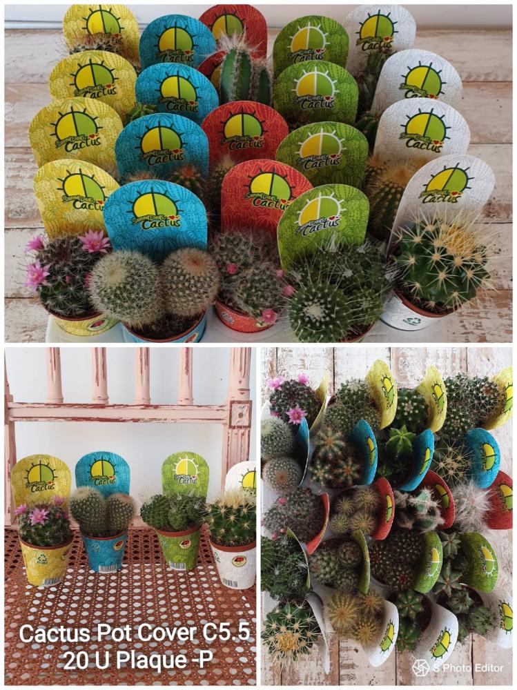 Cactus pot cover