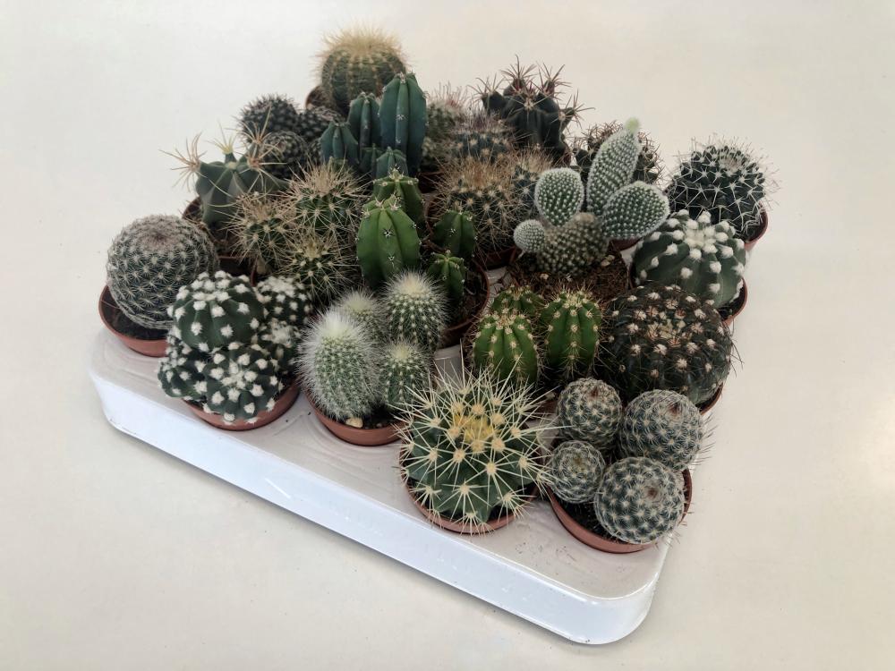 Cactus