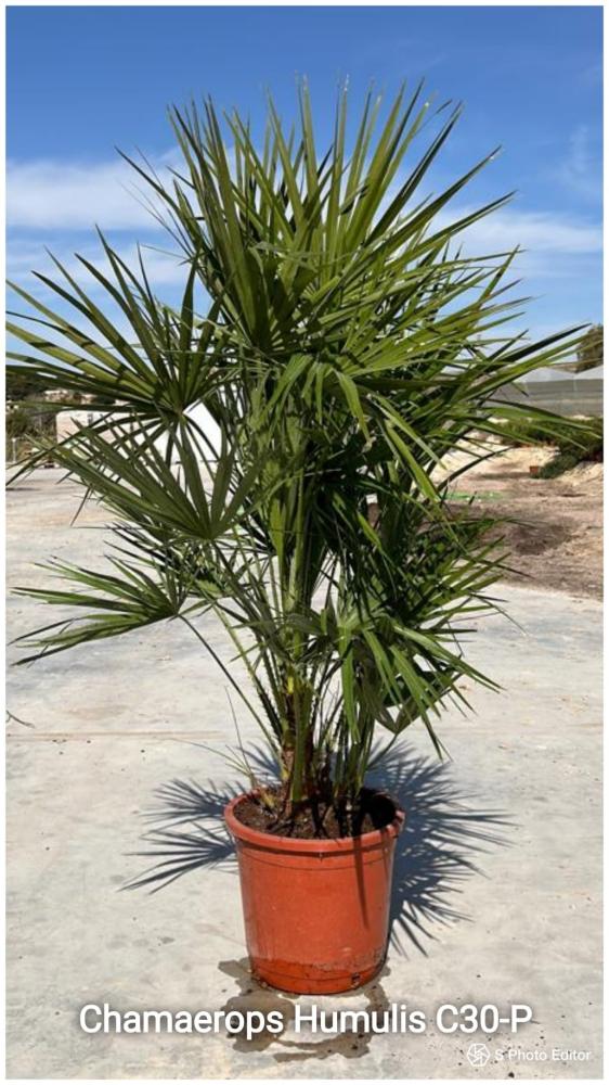 Chamaerops humilis c30-p