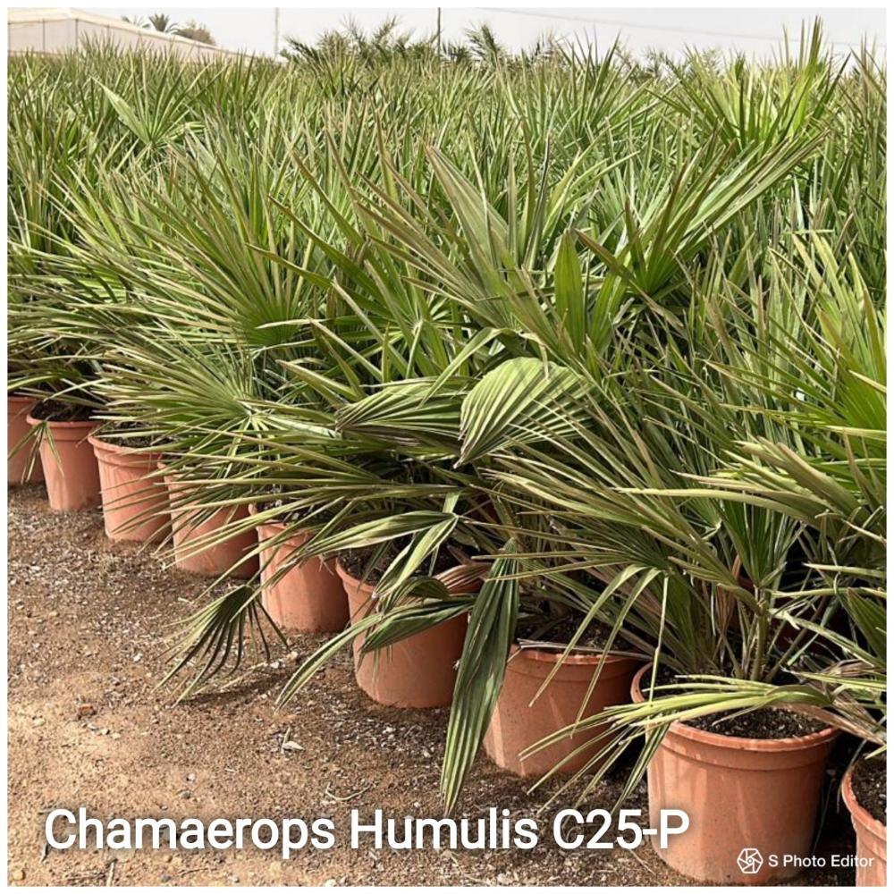 Chamaerops humilis c25-p