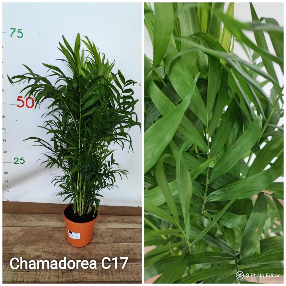Chamaedorea