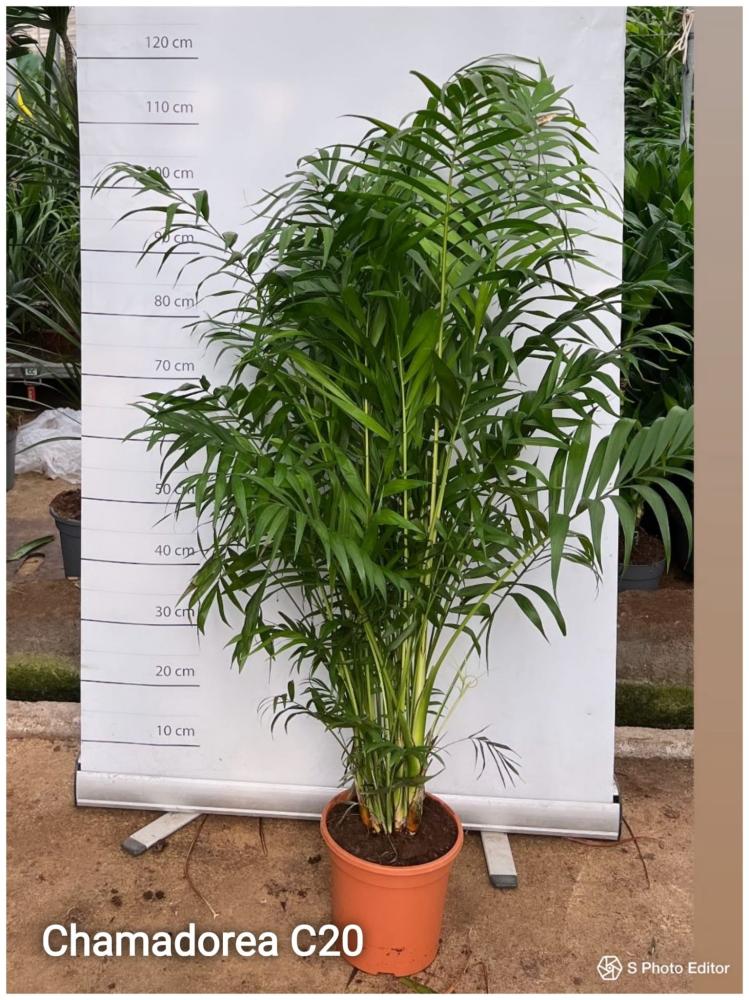 Chamaedorea c20-f