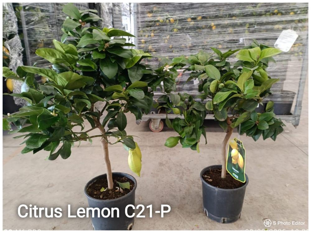 Citrus lemon