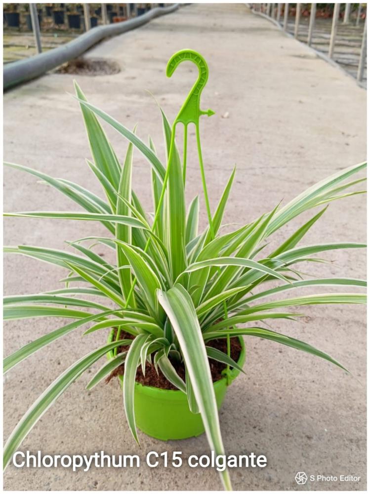 Chlorophytum