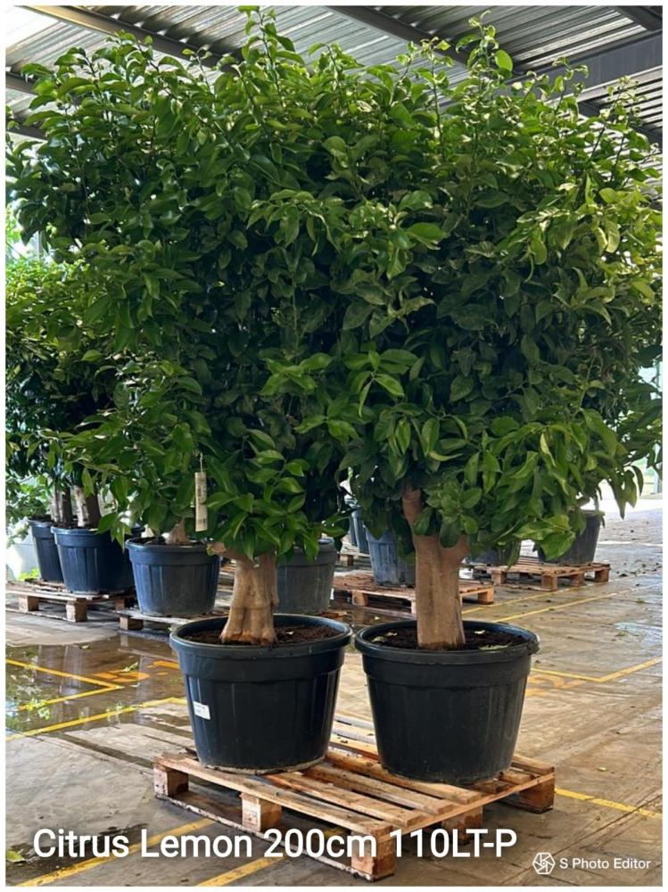 Citrus lemon 200cm 110lt -p