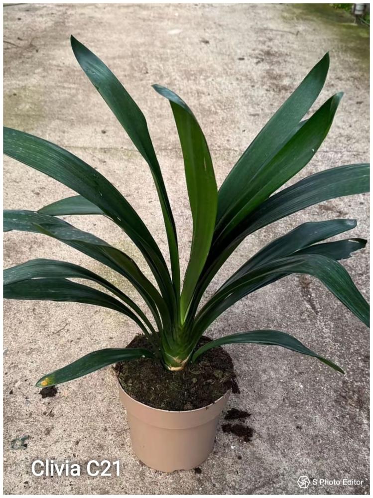 Clivia miniata