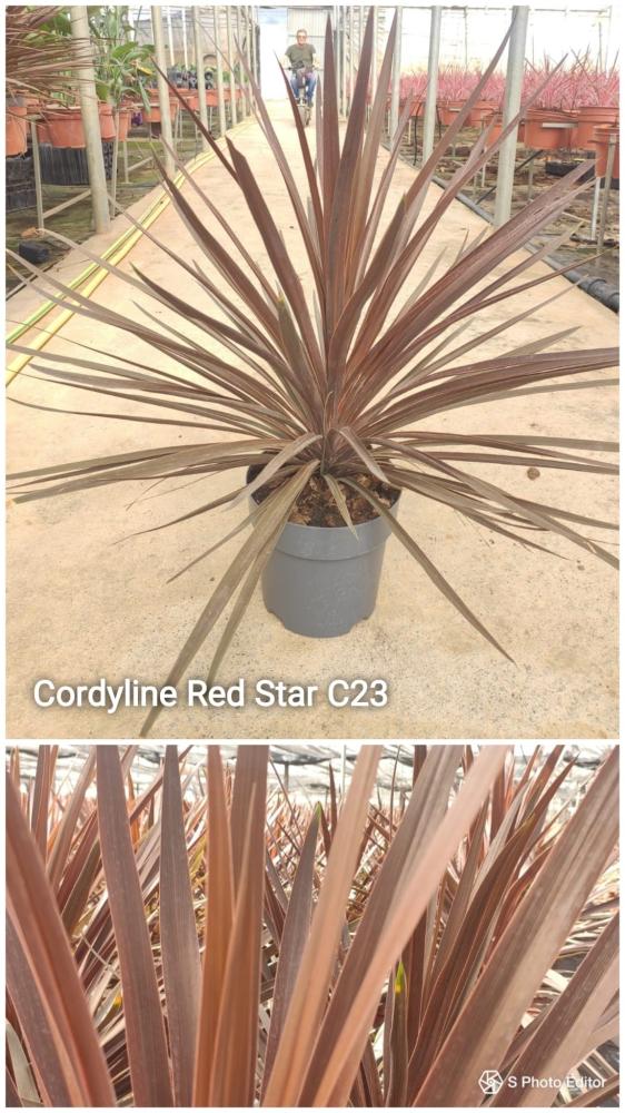 Cordyline australis red star