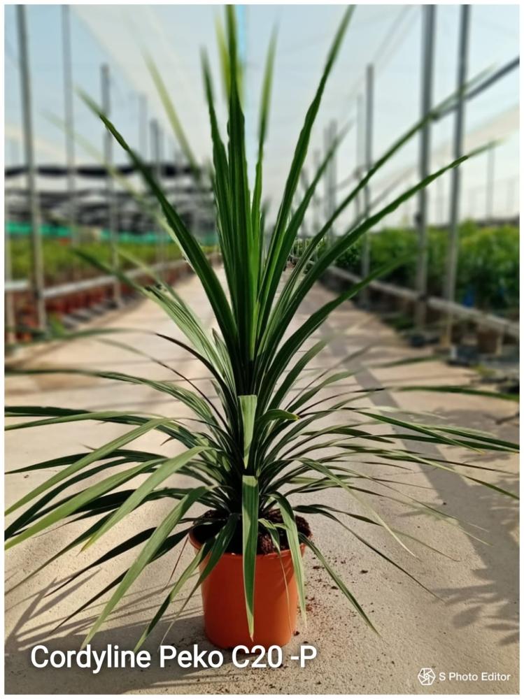 Cordyline in peko c20-p