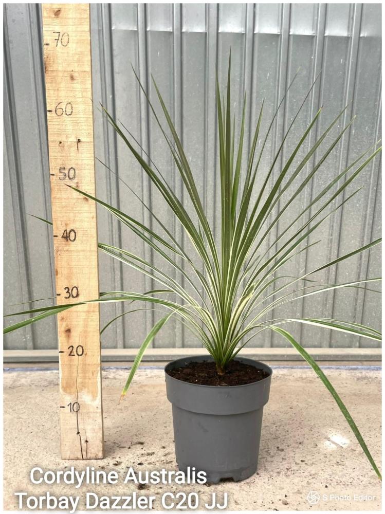 Cordyline australis torbay dazzler