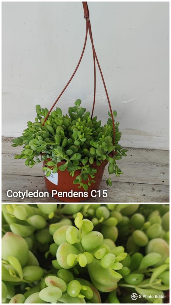 Cotyledon pendens