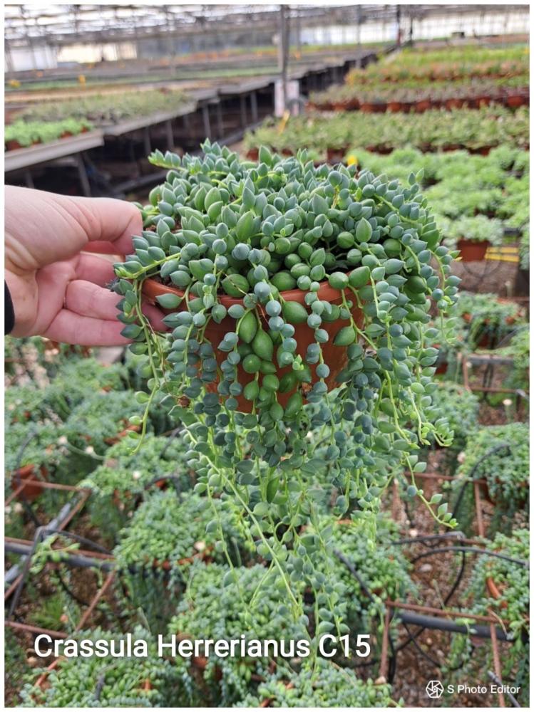 Senecio herrerianus
