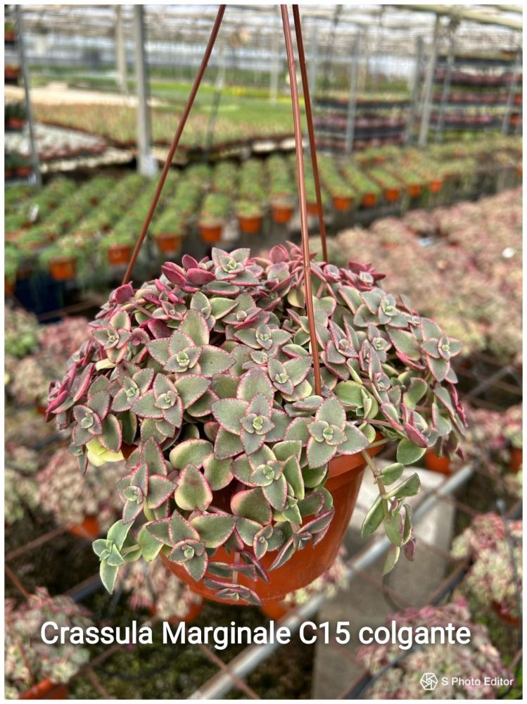 Crassula marginale