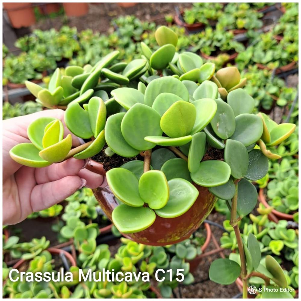 Crassula multicava