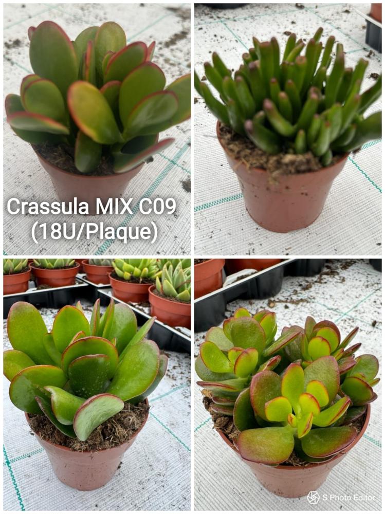 Crassula mix