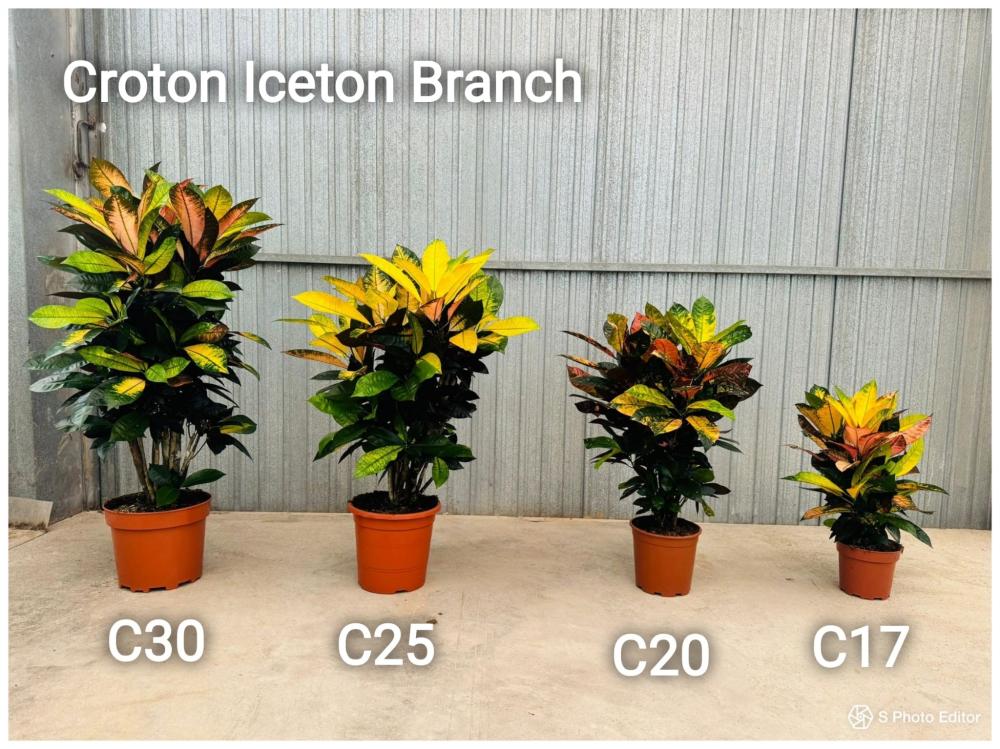Croton iceton branch