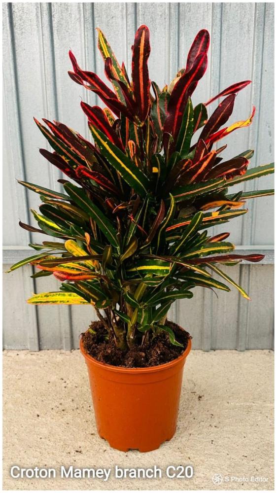Croton mamey
