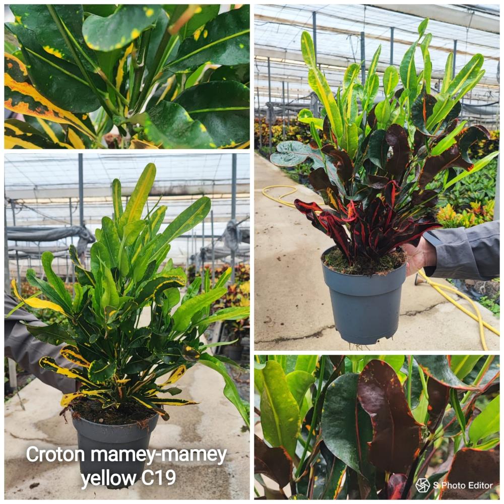 Croton mamey/mamey yellow -3pl c19-vj