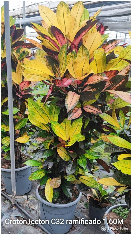 Croton iceton/petra ramificado
