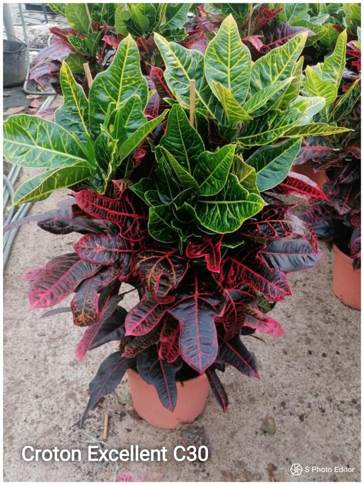 Croton excellent
