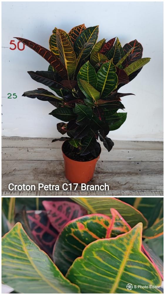 Croton petra branch