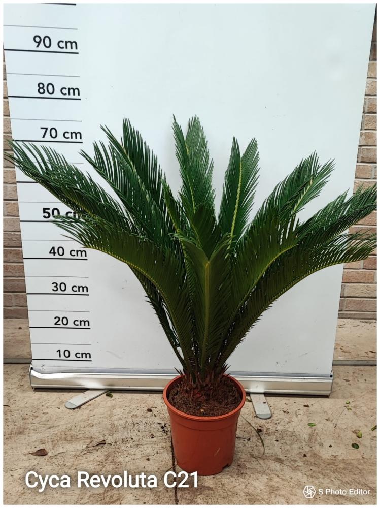 Cyca revoluta