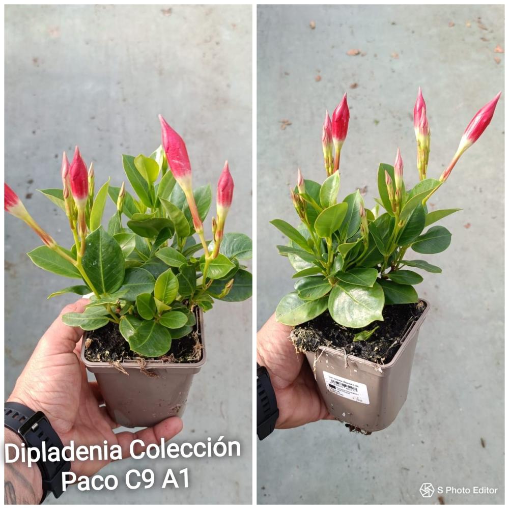 Dipladenia coleccion paco