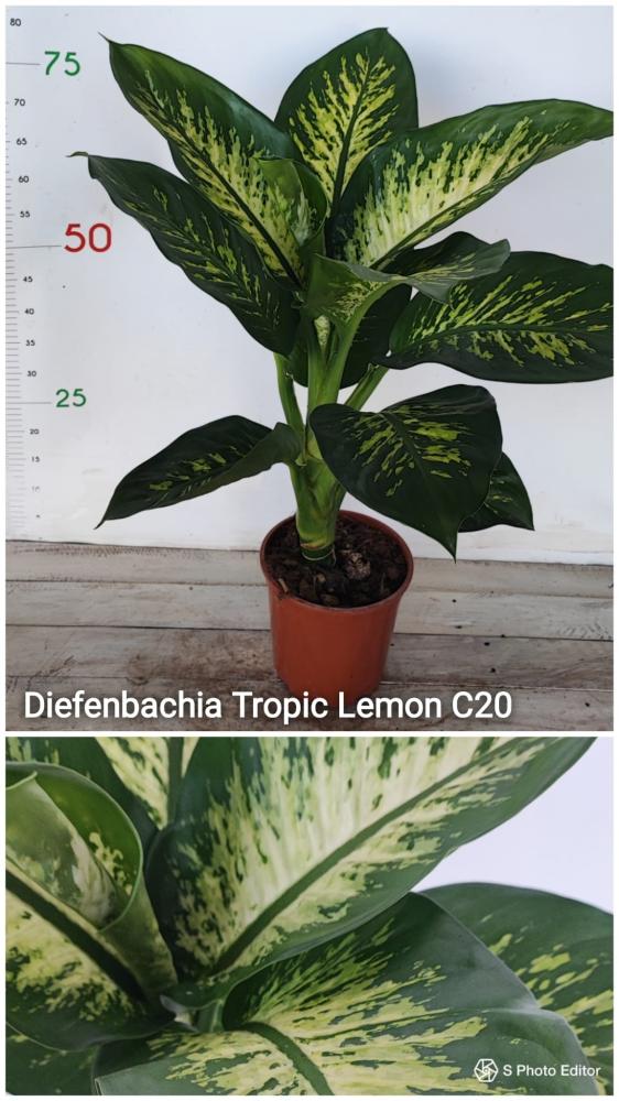 Dieffenbachia tropic lemon