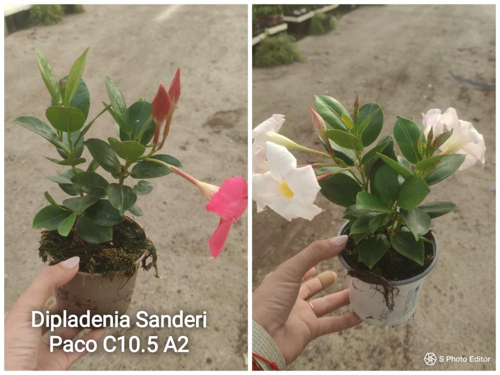 Dipladenia sanderi paco