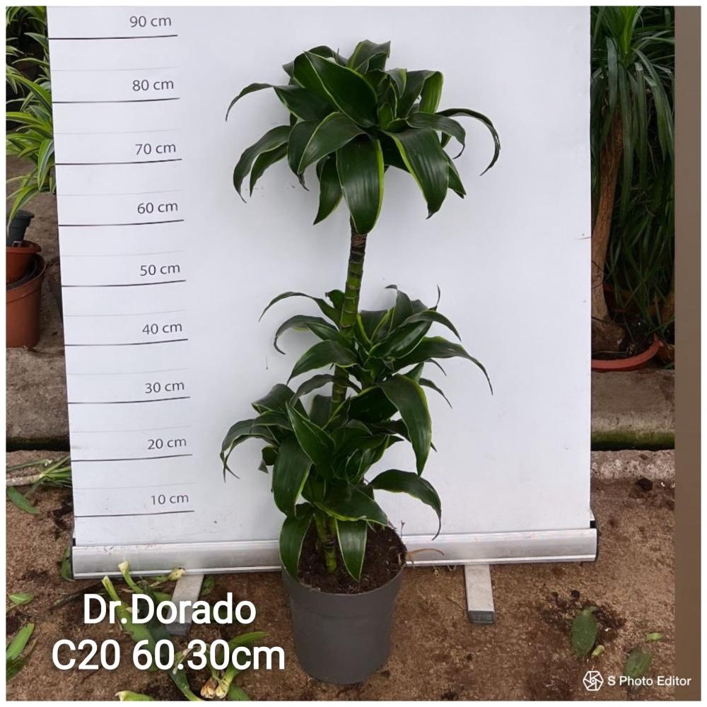 Dracaena dorado