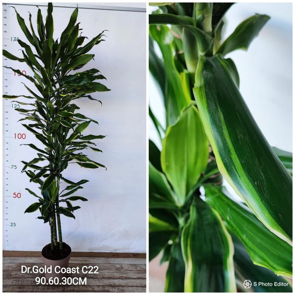 Dracaena gold coast