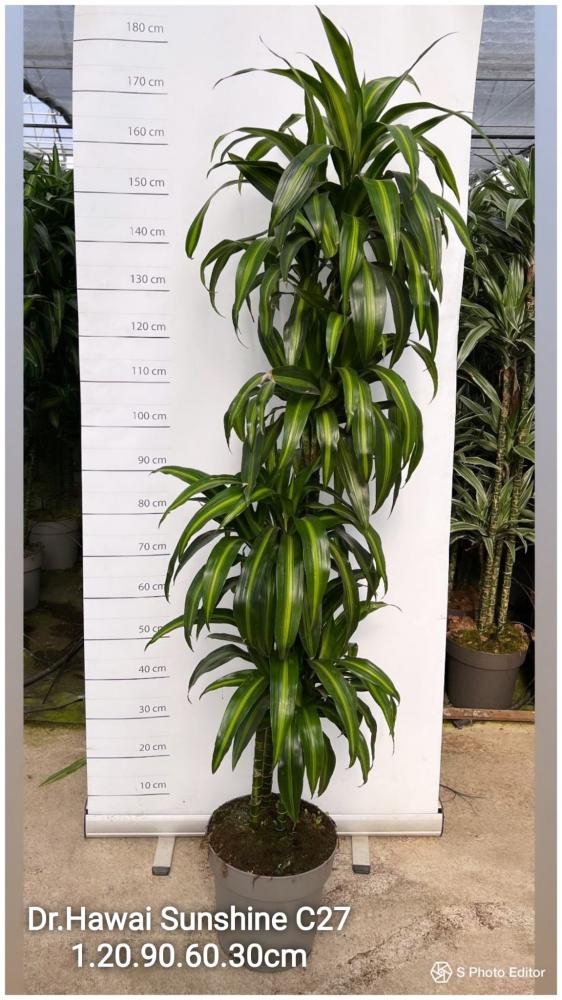 Dracaena hawaian-sunshine