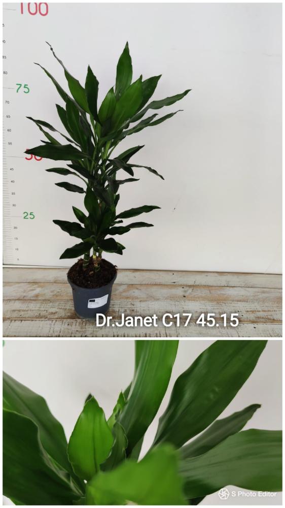 Dracaena janet craig