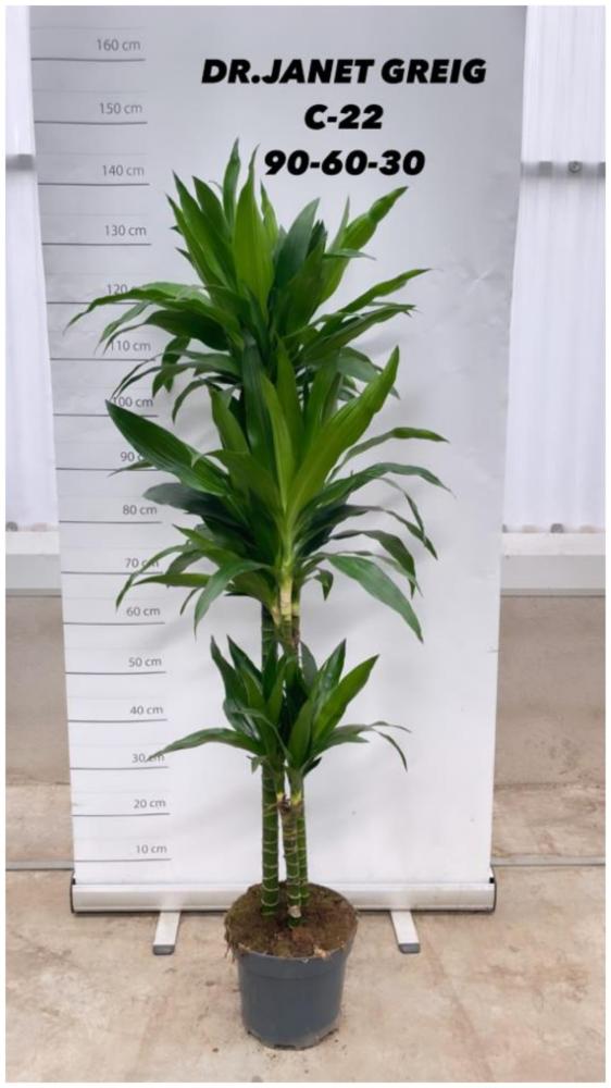 Dracaena janet lind