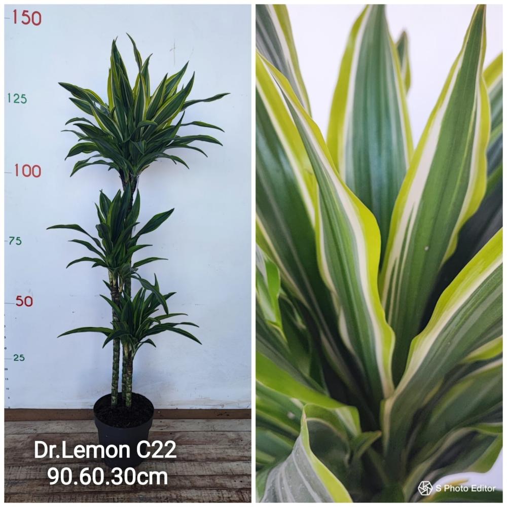 Dracaena lemon lime