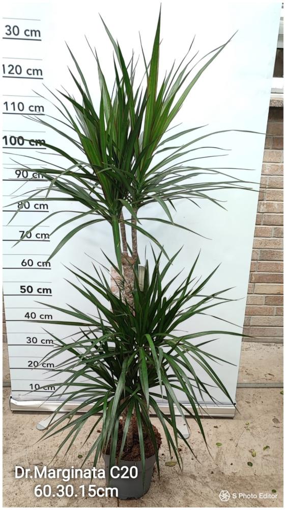 Dracaena marginata