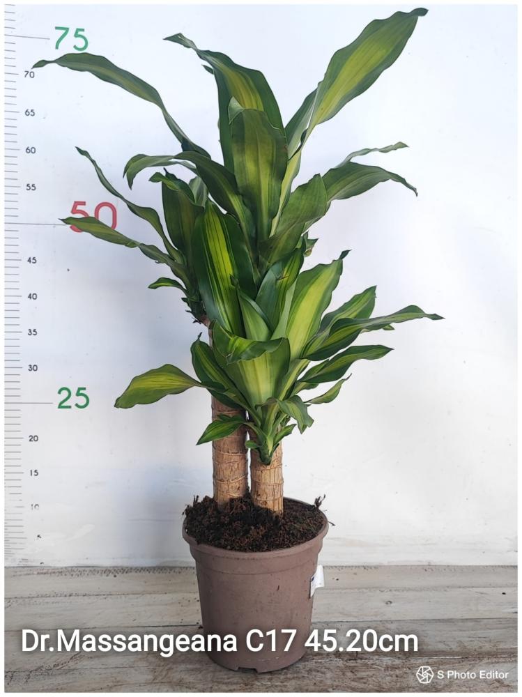 Dracaena massangeana