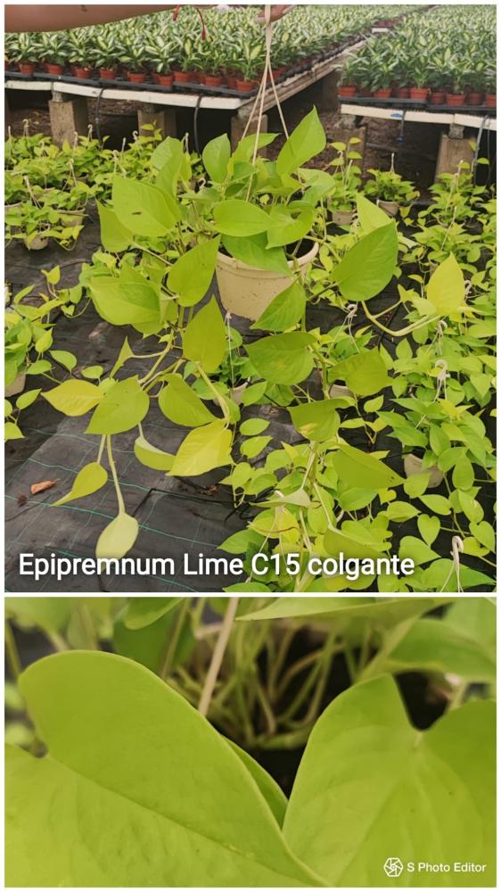 Philodendron lemon lime