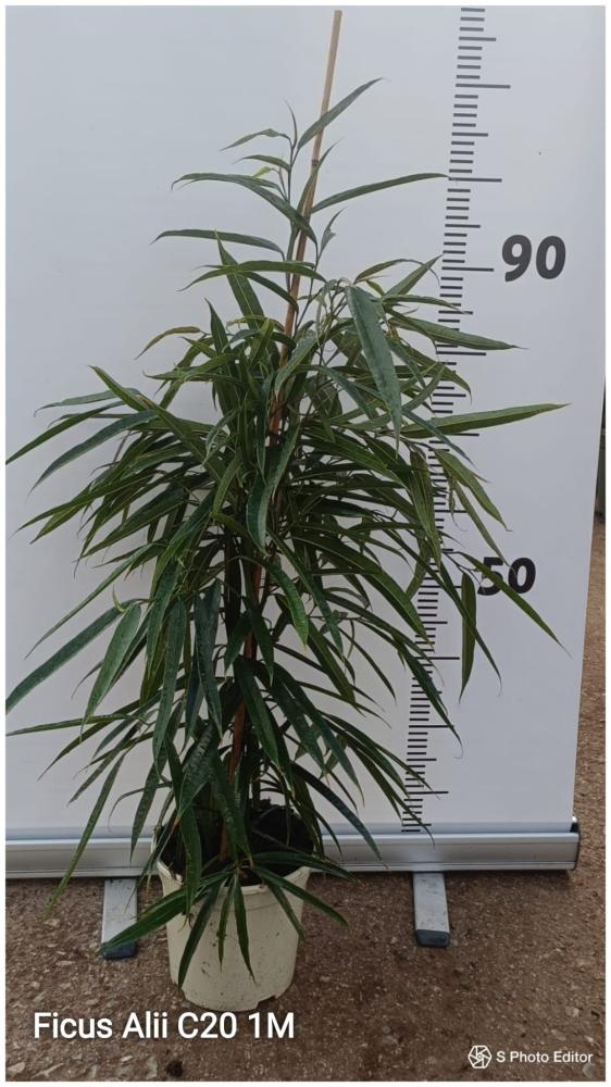 Ficus alli
