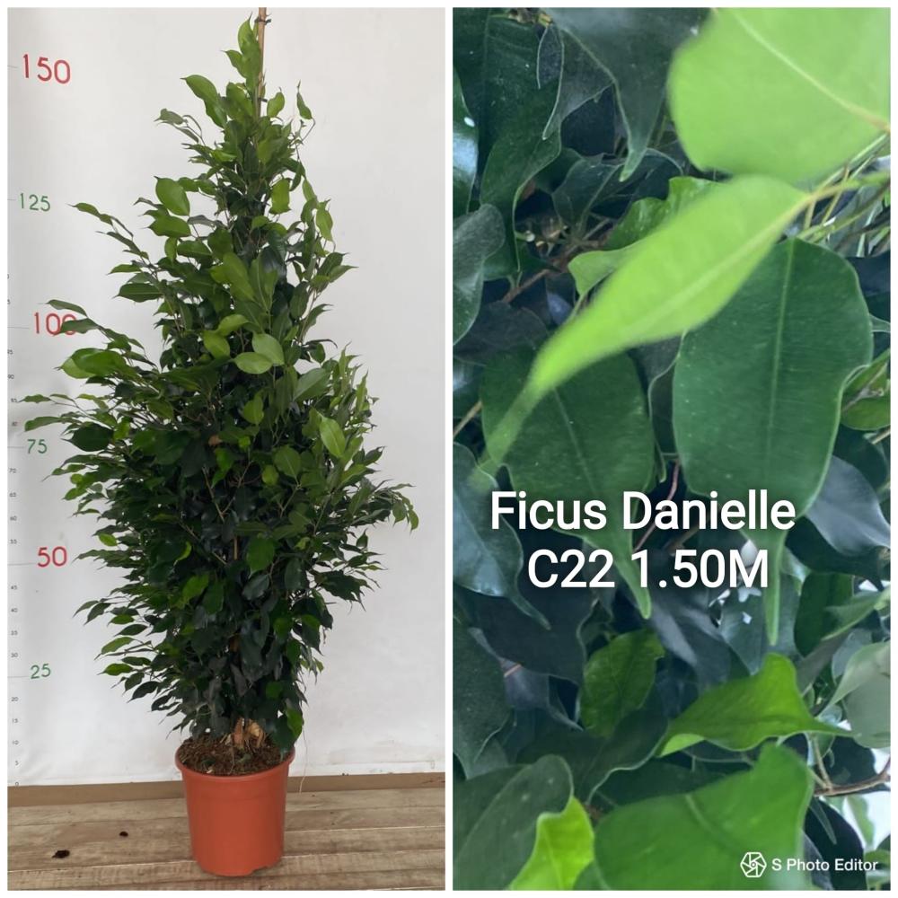 Ficus danielle