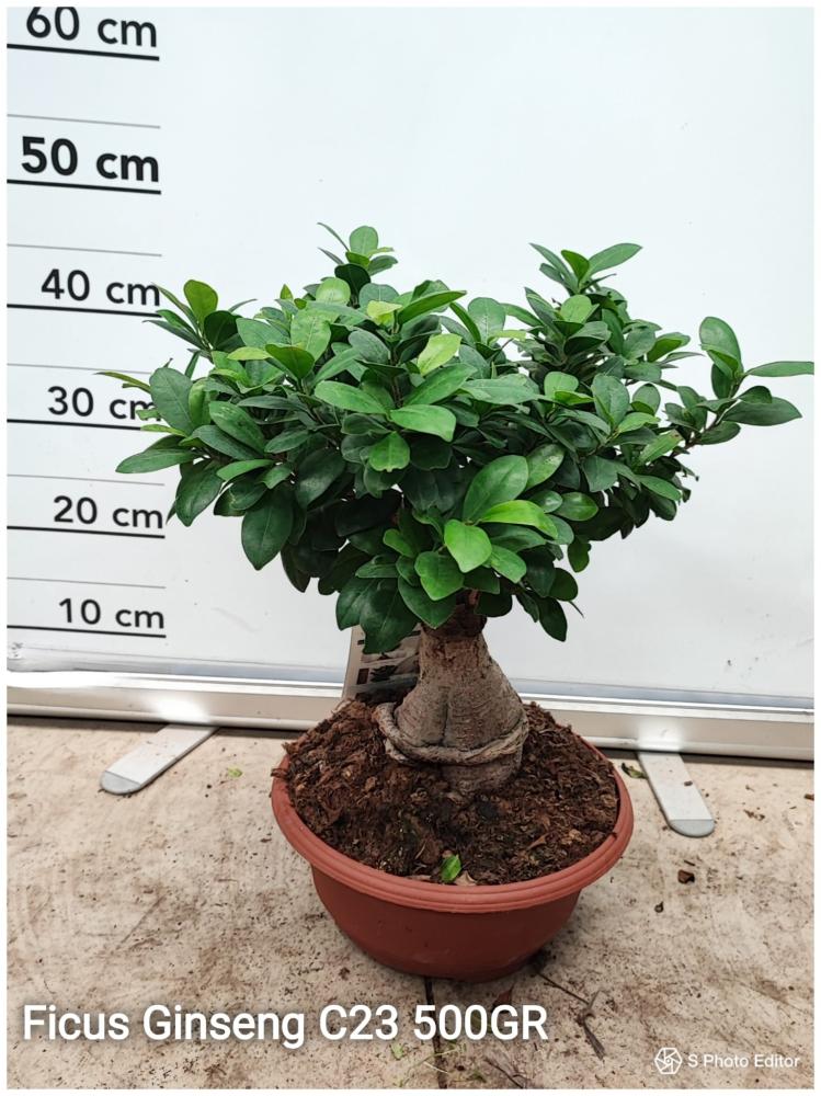 Ficus ginseng