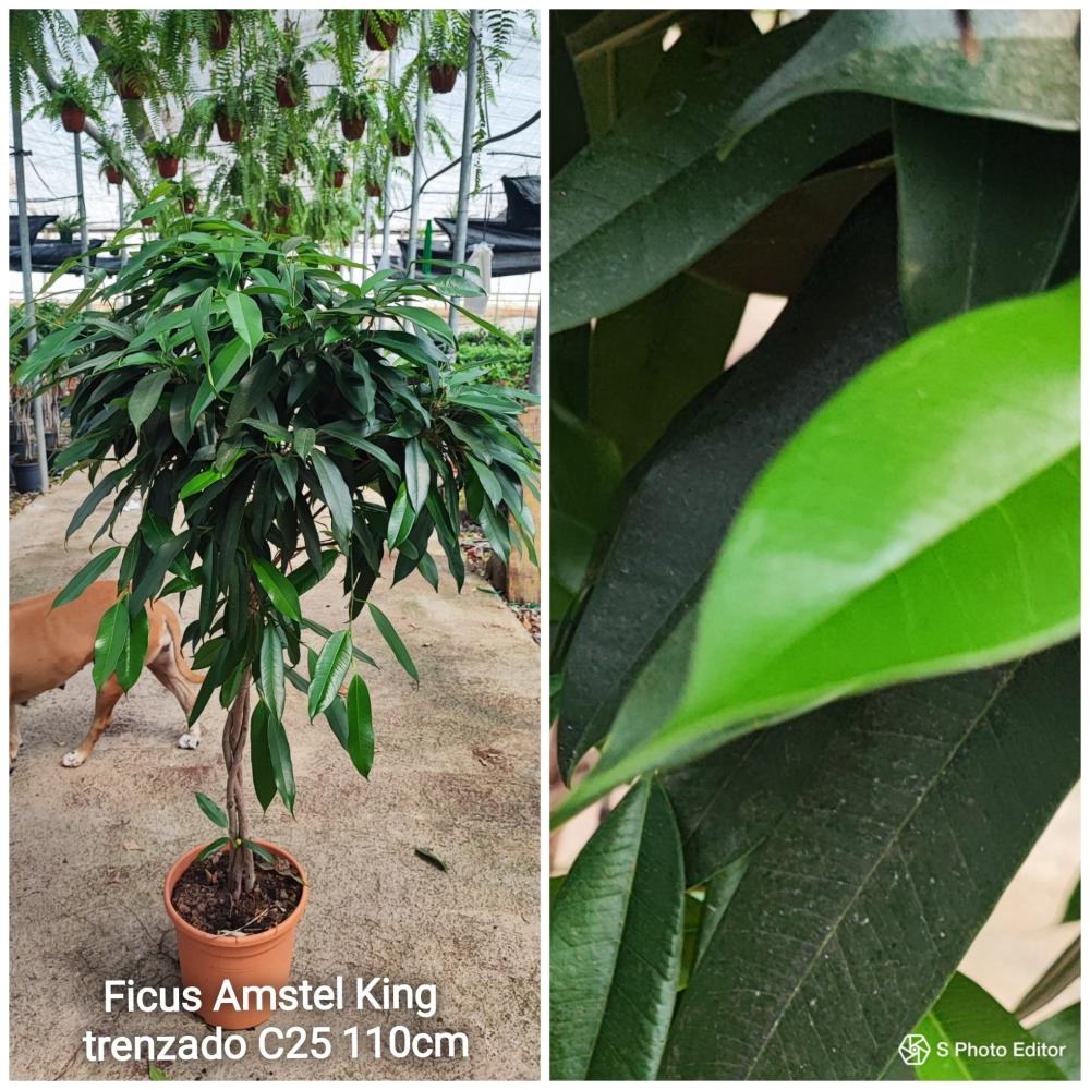 Ficus amstel king