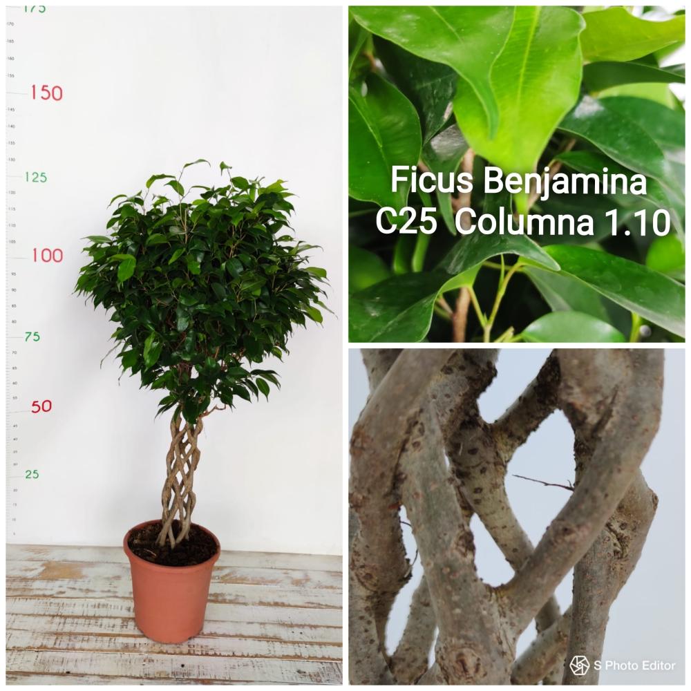 Ficus benjamina columna